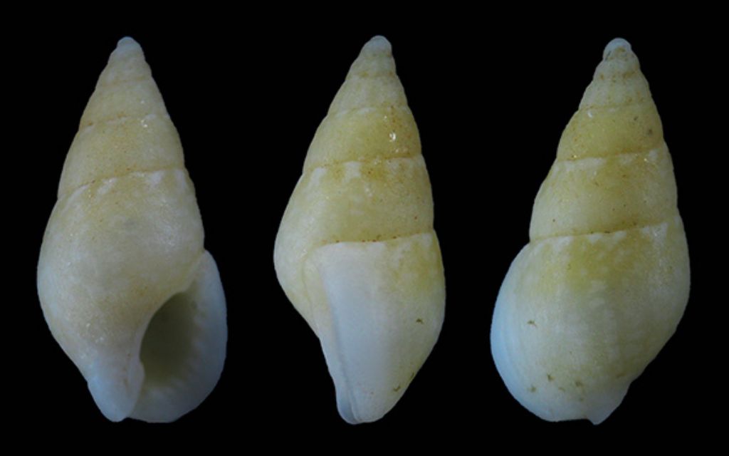 Nassaridae